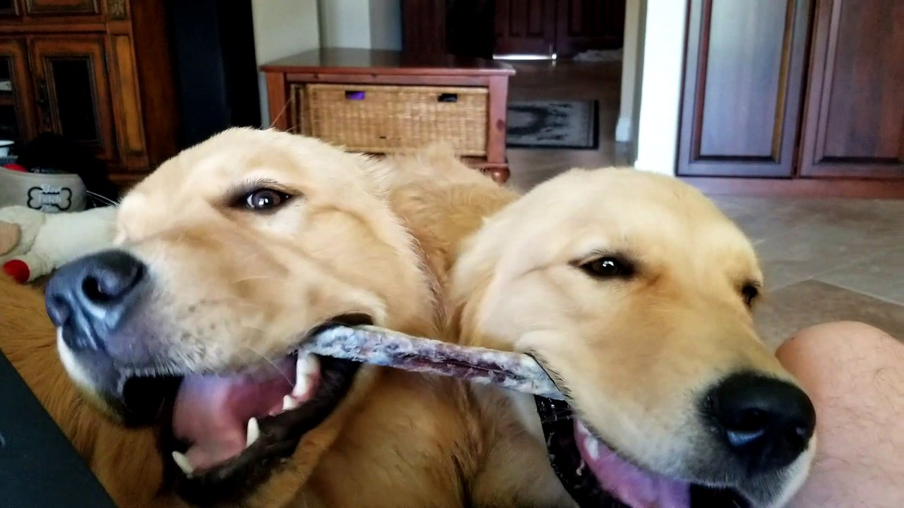 Sibling Doggies Sharing a Chew Toy