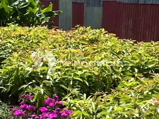 #Telenoticias / Censo a agricultores de Valle Nuevo genera tensión / 27 de julio 2021