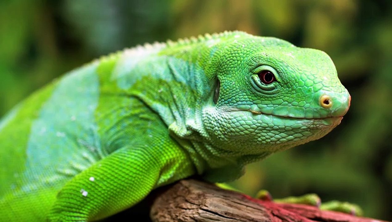 Wild Animals in 8K ULTRA HD - Collection of Animals IV (60 FPS)