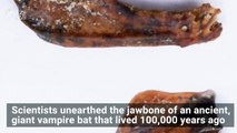 Jawbone of Giant Vampire Bat That Sucked Blood 100,000 Years Ago Unearthed