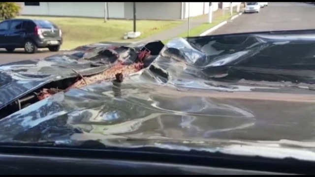 Árvore cai em cima de veículo que passava pela Rua Recife; Motorista fala sobre o susto proporcionado pelo acidente