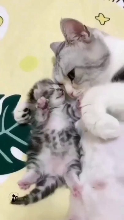 Motherhood in the world of cats