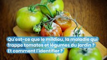 Qu'est-ce que le mildiou, la maladie qui frappe tomates et légumes du jardin ?