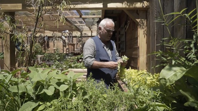 Comment récolter et conserver les herbes aromatiques ?