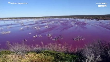 Watch: Lagoon turns shocking pink and fish farming may be to blame