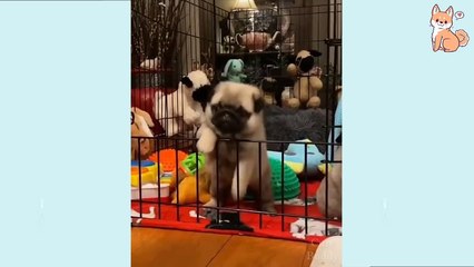 Funny Dog Videos 2021  It's time to LAUGH with Dog's life #14 | Cute Buddy
