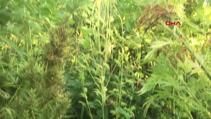 ÜZÜM BAĞINDA 1924 KÖK HİNTKENEVİRİ ELE GEÇİRİLDİ