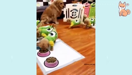 You will laugh at all the DOGS  Funny DOG Videos 