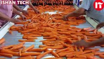 Vegetable Processing Machines | Peeling, Cutting, Washing, and Drying |/