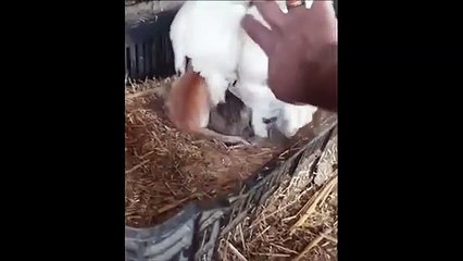 Cette poule a adopté des petits...