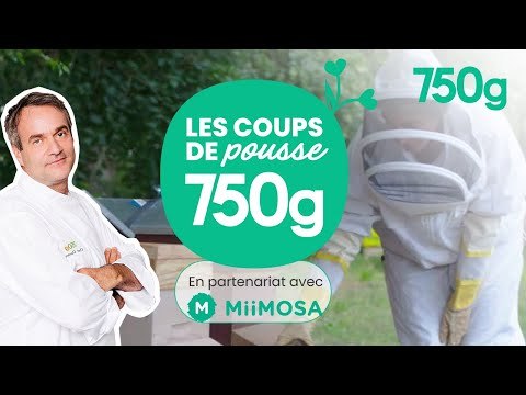 Chef Damien aide Louise, une apicultrice de Touraine (#3 les Coups de pousse 750g) - 750g