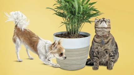 10 Pet-Friendly Houseplants That Are Safe for Cats and Dogs