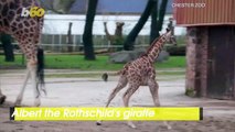 UK Zoo’s Endangered Baby Giraffe Runs & Plays in Enclosure!