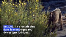En Espagne, le lynx ibérique est sauvé de l'extinction