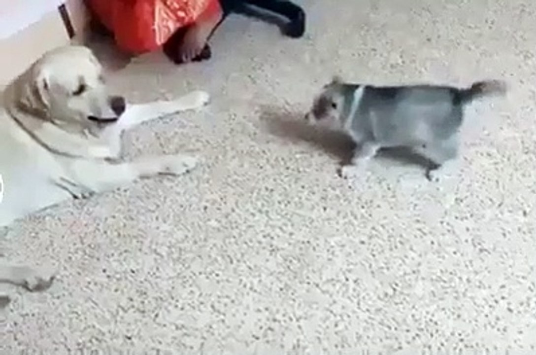 My dog is trying to be brave