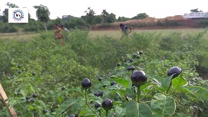 Chilli Farm, Collecting Farm fresh Chilli, Village Daily Life