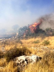 Son dakika haberleri! Gaziantep'te orman yangını