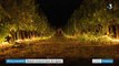 Drôme : un vigneron propose une balade lumineuse et historique au cœur des vignes