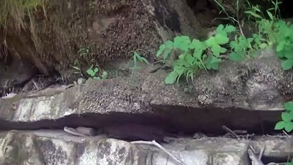 Vison sur la berge du Gave d'Oloron