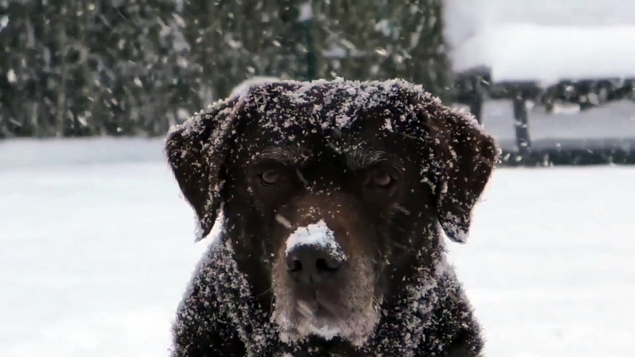 Dog Relaxing Music, Dog stress Relief Music, Black Dog