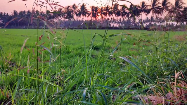 Beautiful Village Morning Village Morning Sound Beautiful Nature Scenes Amazing Nature Scene