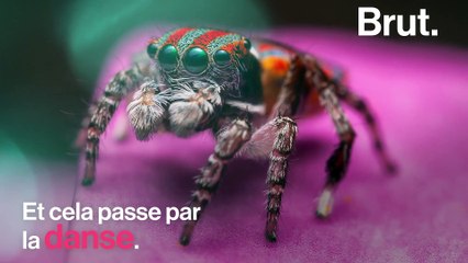 Comment l'araignée-paon séduit-elle ?