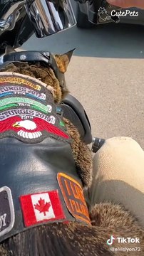 I Can't Stop Laughing And Falling in Love At These TikTok Pets - Cutest Animals On TikTok #18