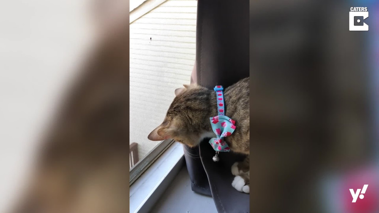 Ein Kater mit vier Ohren