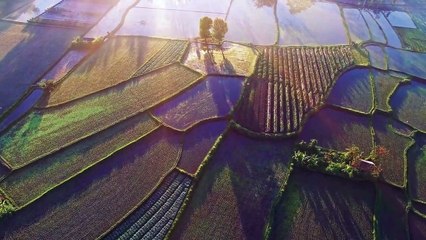 Relaxing Music With The Ricefield And Beautiful Sceneries