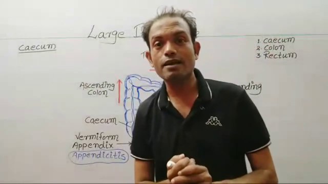 10th Biology,human digestive system,large intestine_HD