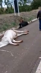 Caminhão caçamba atropela e mata 16 bois na BR-272 em Farol