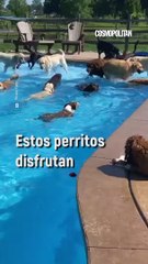 Perritos en la alberca   - Cosmopolitan México
