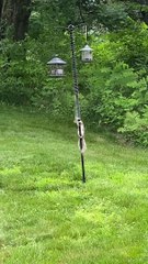 Slinky Stops Squirrel from Snagging Seeds