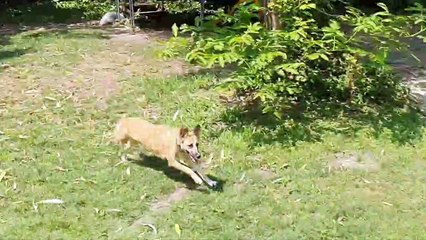 Goofy Pooch Fails Successfully during Fetch