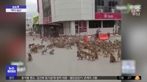 [이슈톡] 태국 도심서 패싸움 벌인 원숭이 무리