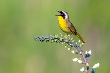 Shazam for Birds: Cornell's Merlin Bird ID App Now Identifies Birds by Their Song