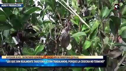 “Los que son realmente tareferos están trabajando, porque la cosecha no terminó”