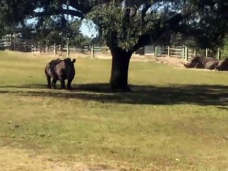 Stock Footage 2019 Rhino Eats