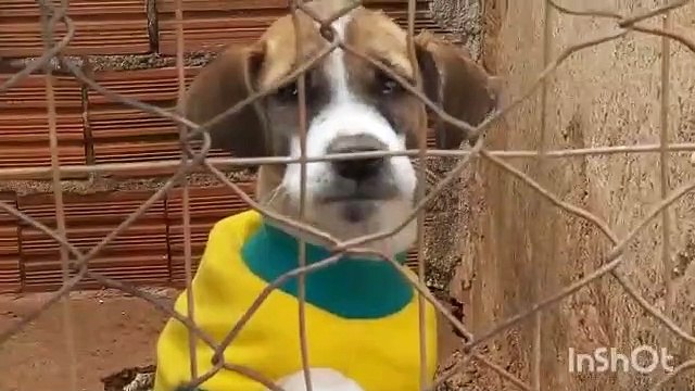 Baixas temperaturas exigem cuidados com cães e gatos que vivem em abrigos