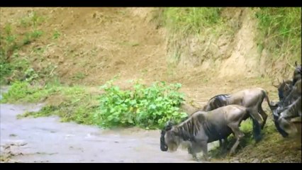 animais  vida  selvagem  natureza /  documentary wildlife animals nature  / animales fauna silvestre lnaturaleza.