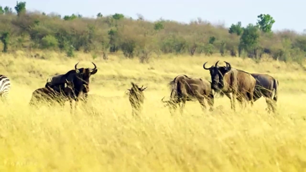 animais  vida  selvagem  natureza /  documentary wildlife animals nature  / animales fauna silvestre lnaturaleza.