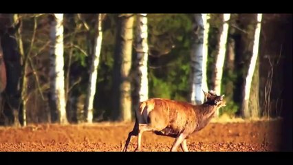 animais  vida  selvagem  natureza /  documentary wildlife animals nature  / animales fauna silvestre lnaturaleza.