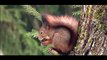 animais  vida  selvagem  natureza /  documentary wildlife animals nature  / animales fauna silvestre lnaturaleza.