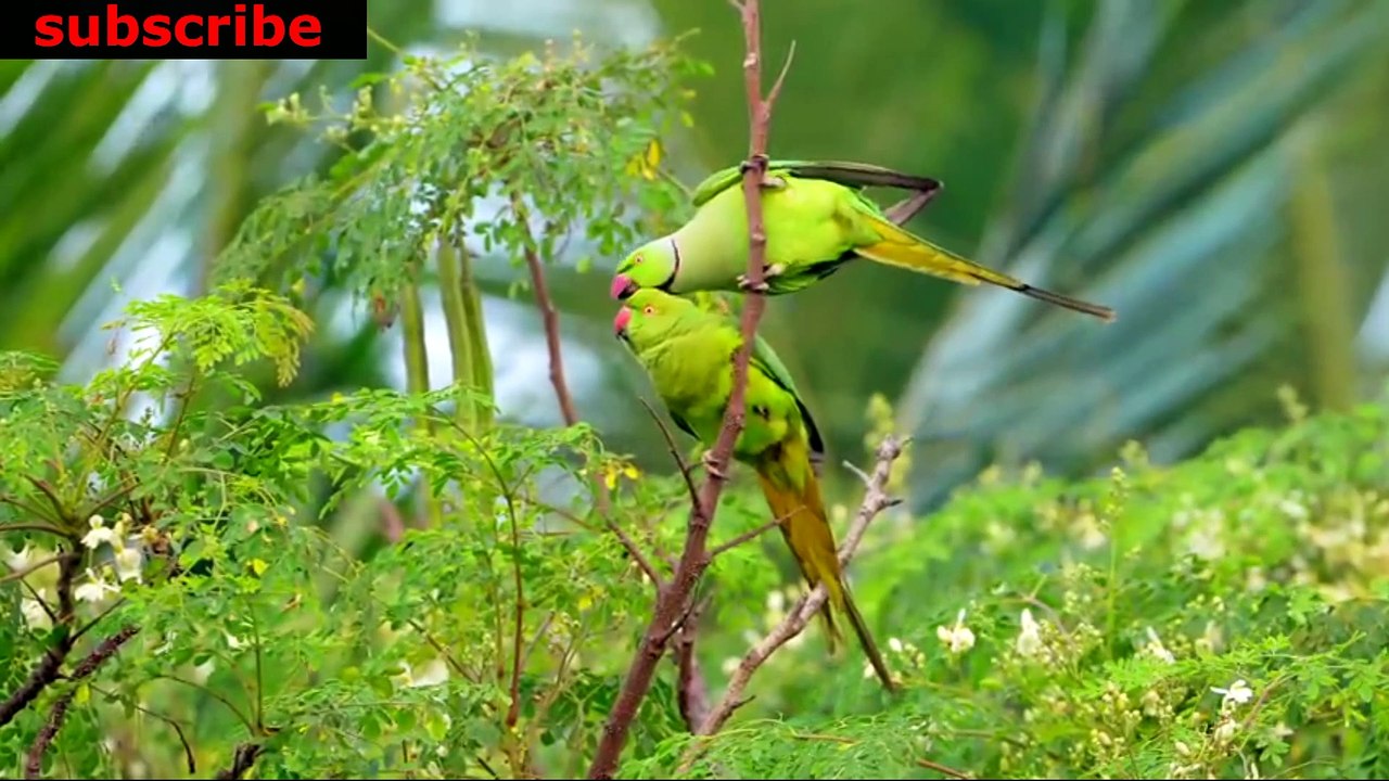 animais  vida  selvagem  natureza /  documentary wildlife animals nature  / animales fauna silvestre lnaturaleza.