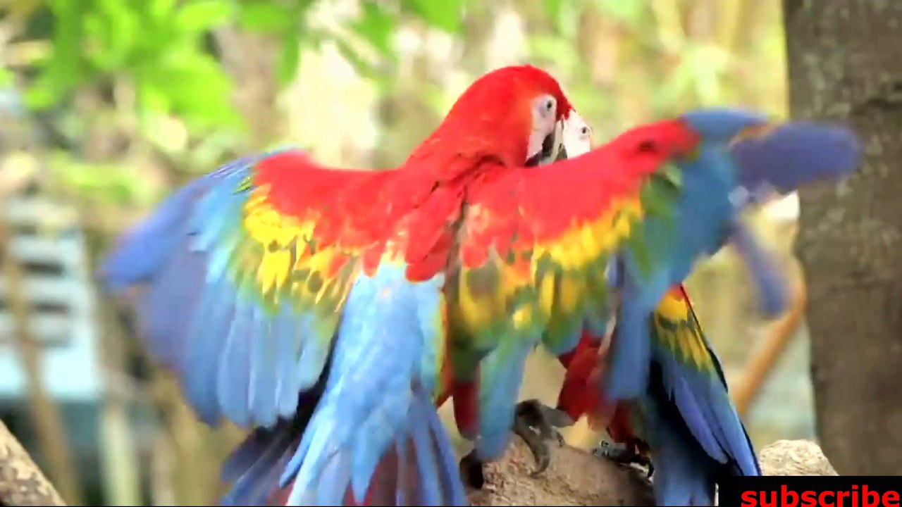 animais  vida  selvagem  natureza /  documentary wildlife animals nature  / animales fauna silvestre lnaturaleza.