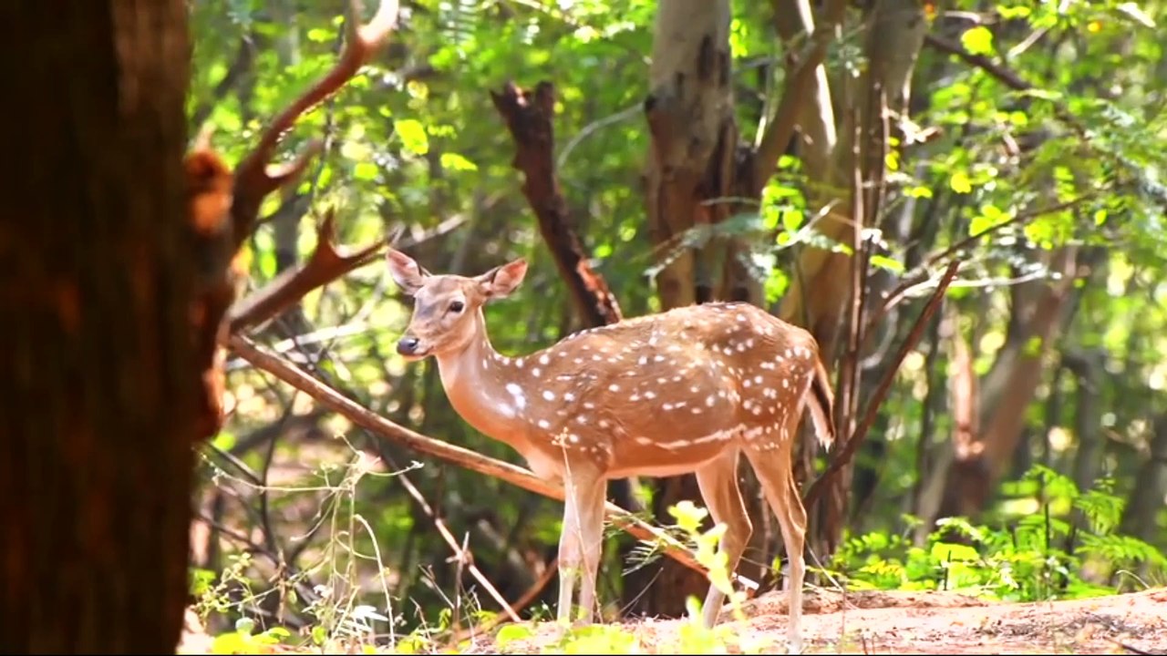 animais  vida  selvagem  natureza /  documentary wildlife animals nature  / animales fauna silvestre lnaturaleza.