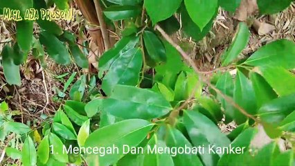 10 Manfaat Daun Sirsak