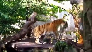 International Tiger day || Tiger Fight Tiger vs Tiger Battles