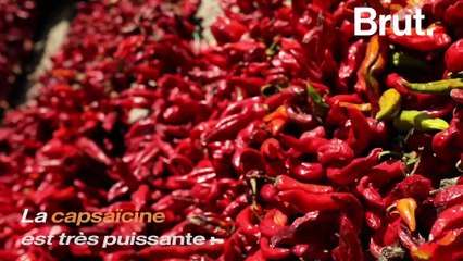 Pourquoi les piments piquent