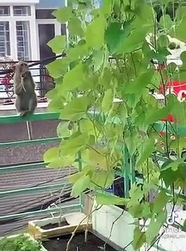 Khỉ đột nhập vào nhà dân